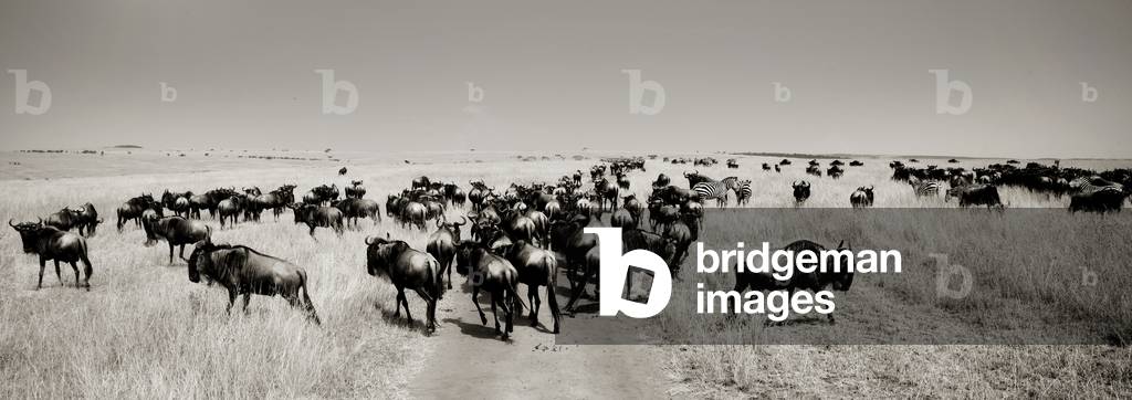 Wildbeasts migration, Kenya, Africa (photo)