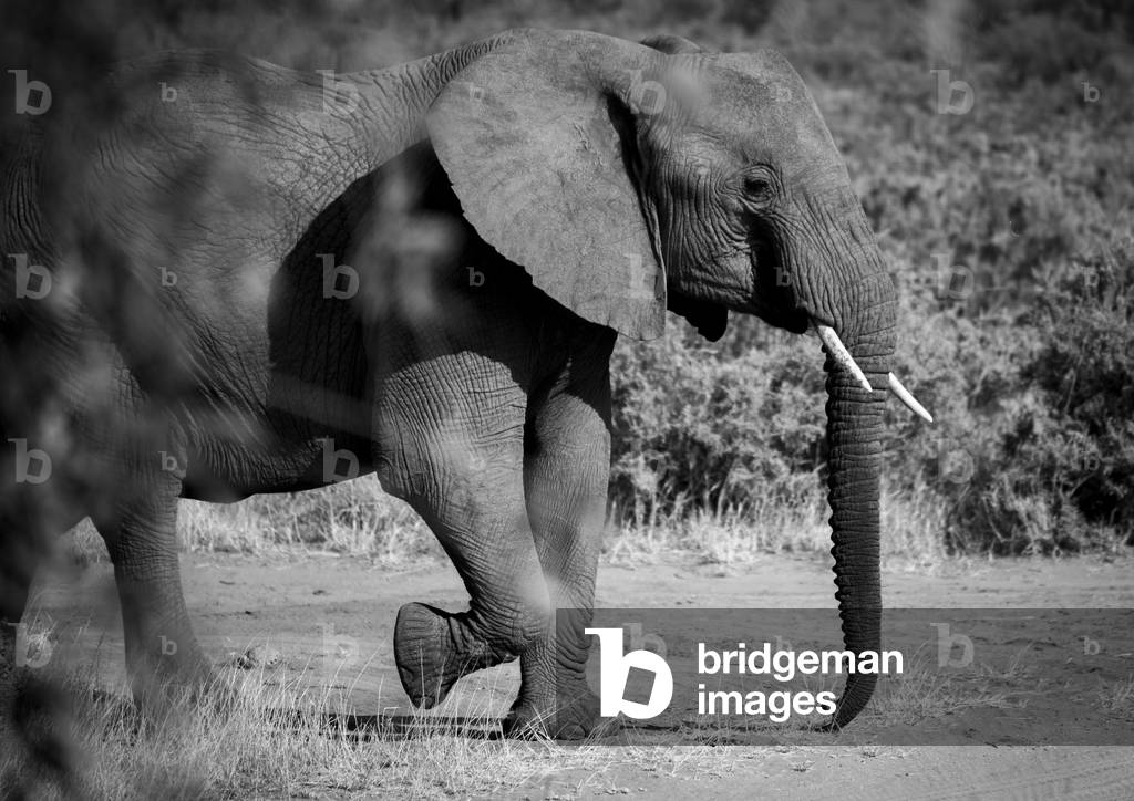 African elephant (loxodonta africana), Samburu county, Samburu national reserve, Kenya, Africa (photo)