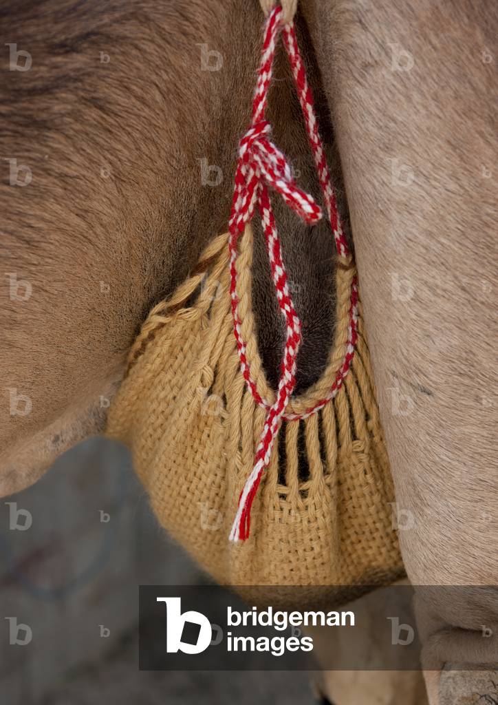 Camel Market in Najran, Saudi Arabia (photo)