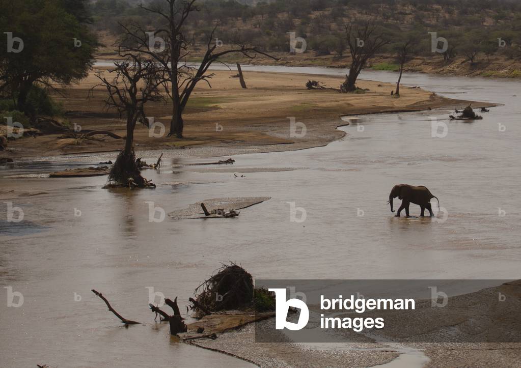 African elephant (loxodonta africana) crossing a river, Samburu county, Samburu national reserve, Kenya, Africa (photo)