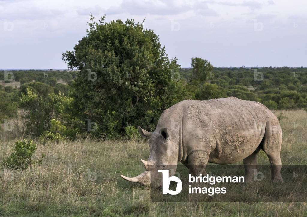 A black rhino (diceros bicornis) eats grass, Laikipia county, Ol pejeta, Kenya, Africa (photo)