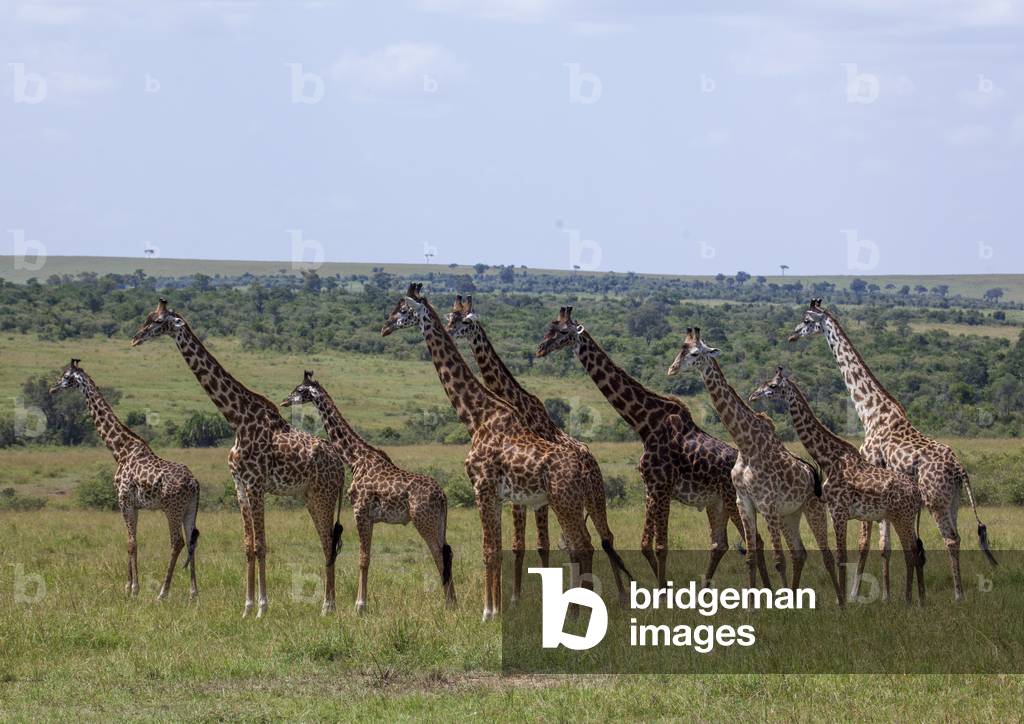 Group of giraffes (giraffa camelopardalis), Rift valley province, Maasai mara, Kenya, Africa (photo)