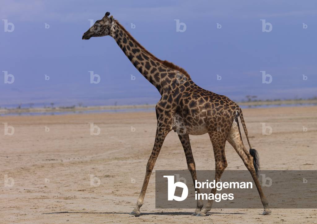 Giraffe (giraffa camelopardalis) in the desert, Rift valley province, Amboseli, Kenya, Africa (photo)