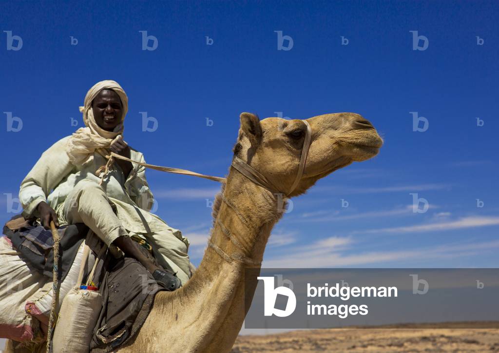 Camel Herder Going to Egypt with a Caravan, Dongola, Northern Province, Sudan (photo)