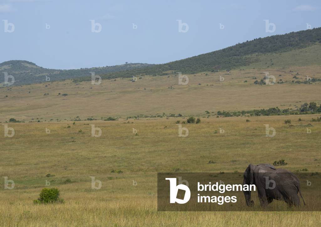 African elephant (loxodonta africana), Rift valley province, Maasai mara, Kenya, Africa (photo)