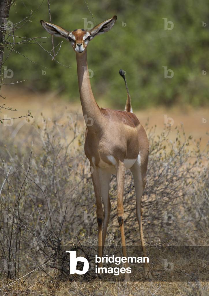 Gerenuk (litocranius walleri), Samburu county, Samburu national reserve, Kenya, Africa (photo)