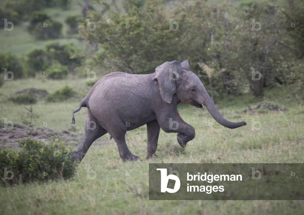 Baby african elephant (loxodonta africana) running, Rift valley province, Maasai mara, Kenya, Africa (photo)