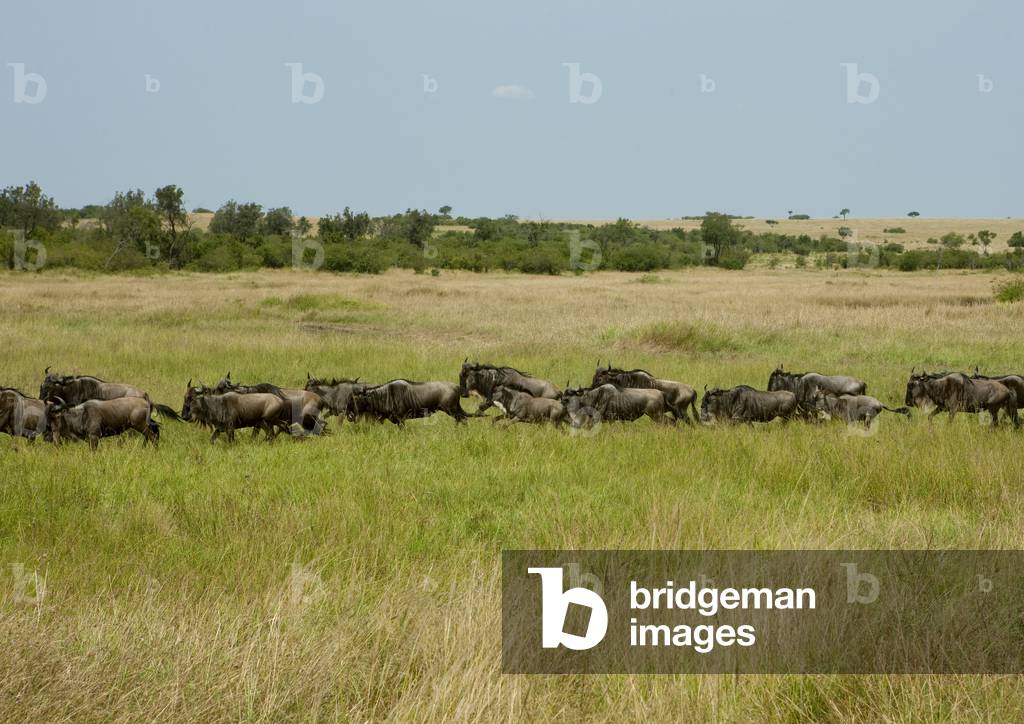 Wildbeasts migration, Kenya, Africa (photo)