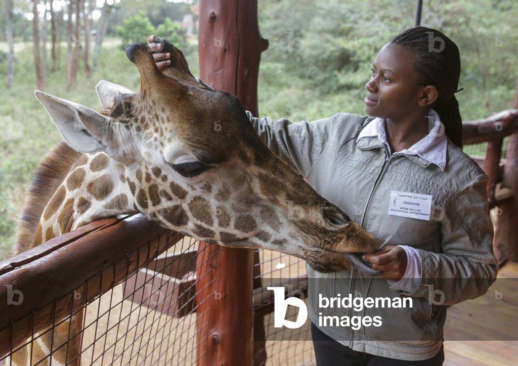 Giraffe (giraffa camelopardalis rothschildi) at giraffe center, Nairobi county, Nairobi, Kenya, Africa (photo)