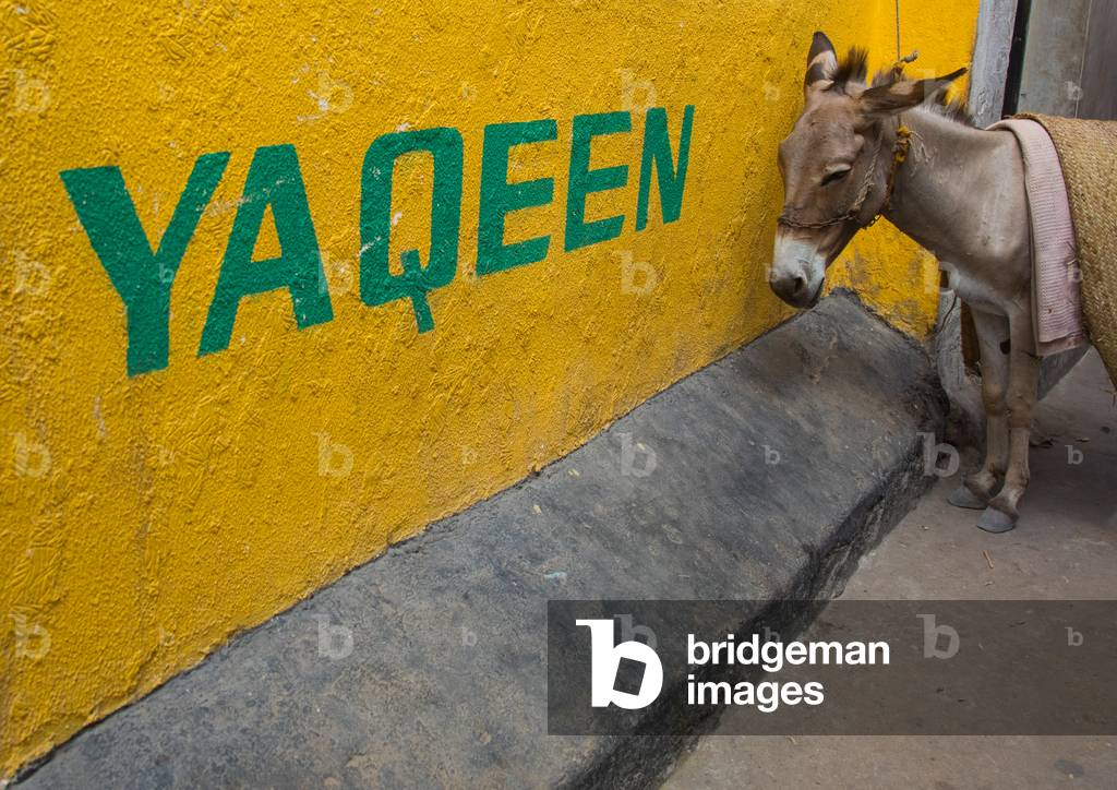 Donley standing in front of a yellow wall, Lamu county, Lamu town, Kenya, Africa (photo)
