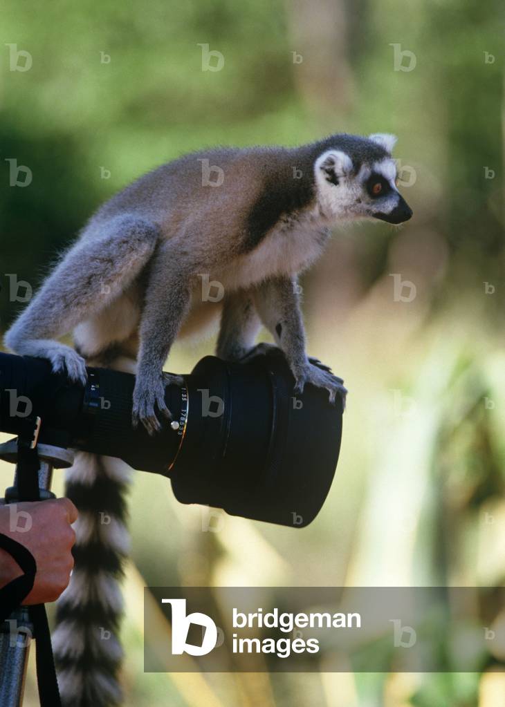 Ring-Tailed Lemurs, Madagascar, East Africa, Africa (photo)