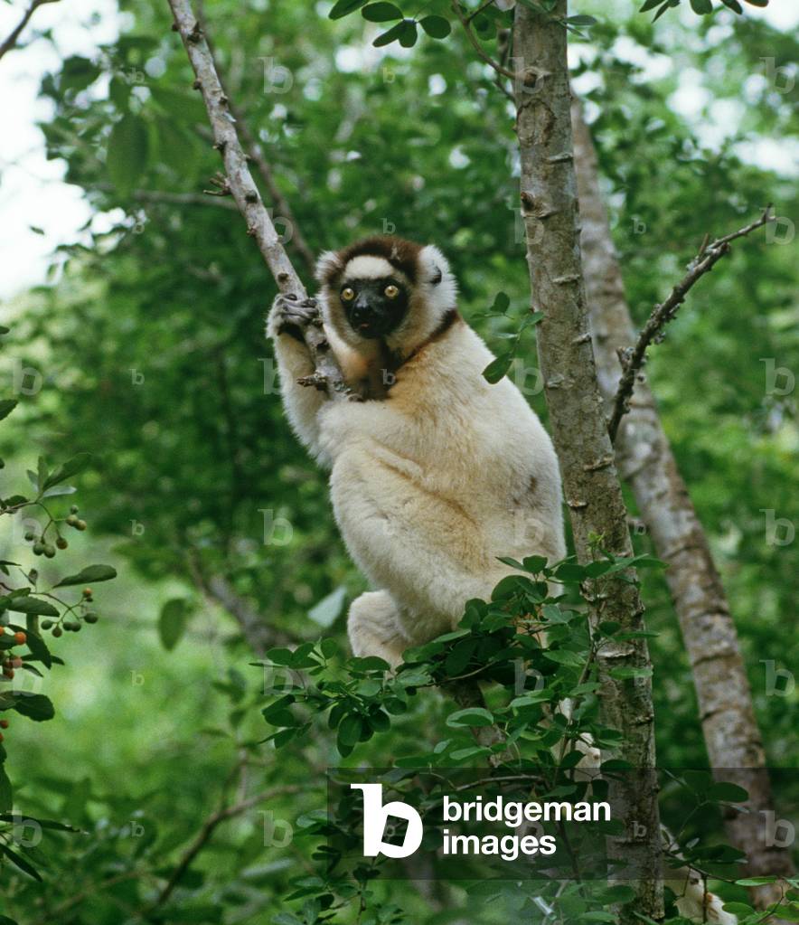 Sifaka Lemur, Madagascar, East Africa, Africa (photo)