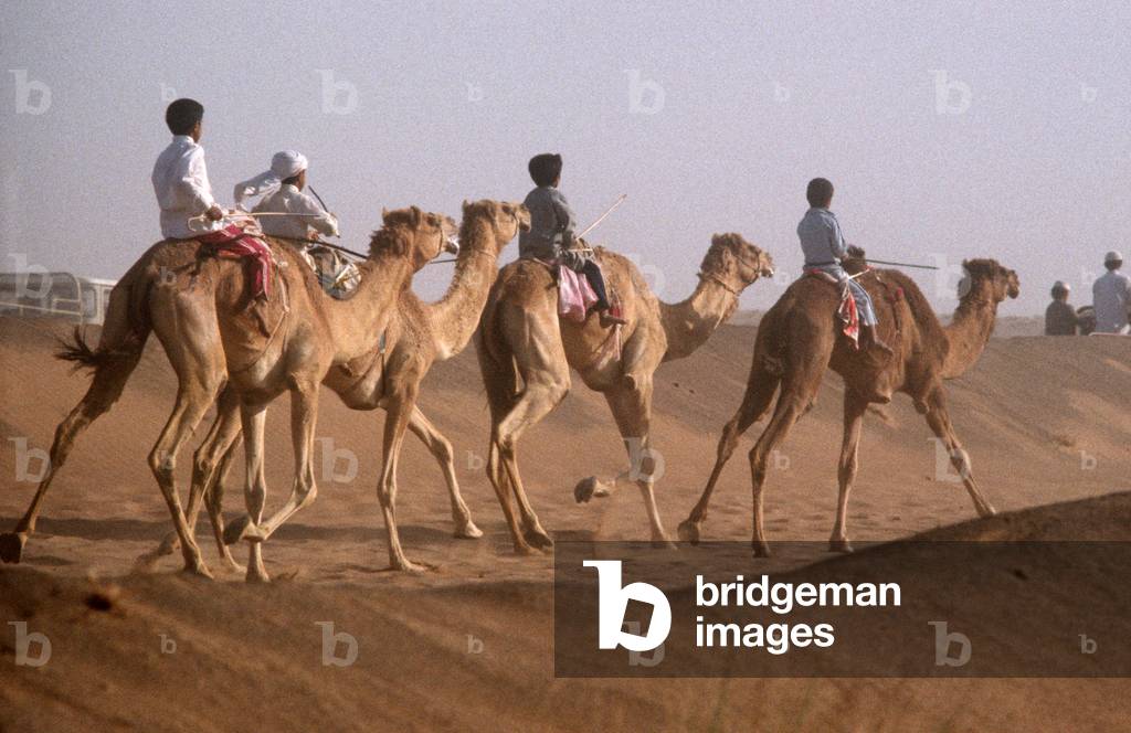 Racing camel jockeys exercising camels before start of race, Dubai desert, United Arab Emirates