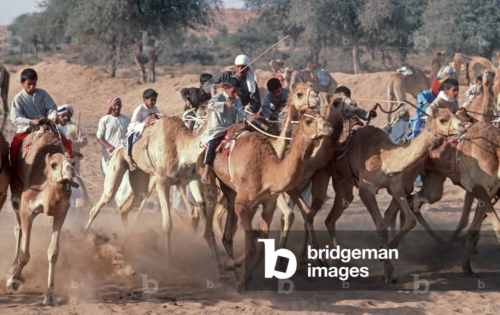 Desert camel racing, Dubai, United Arab Emirates