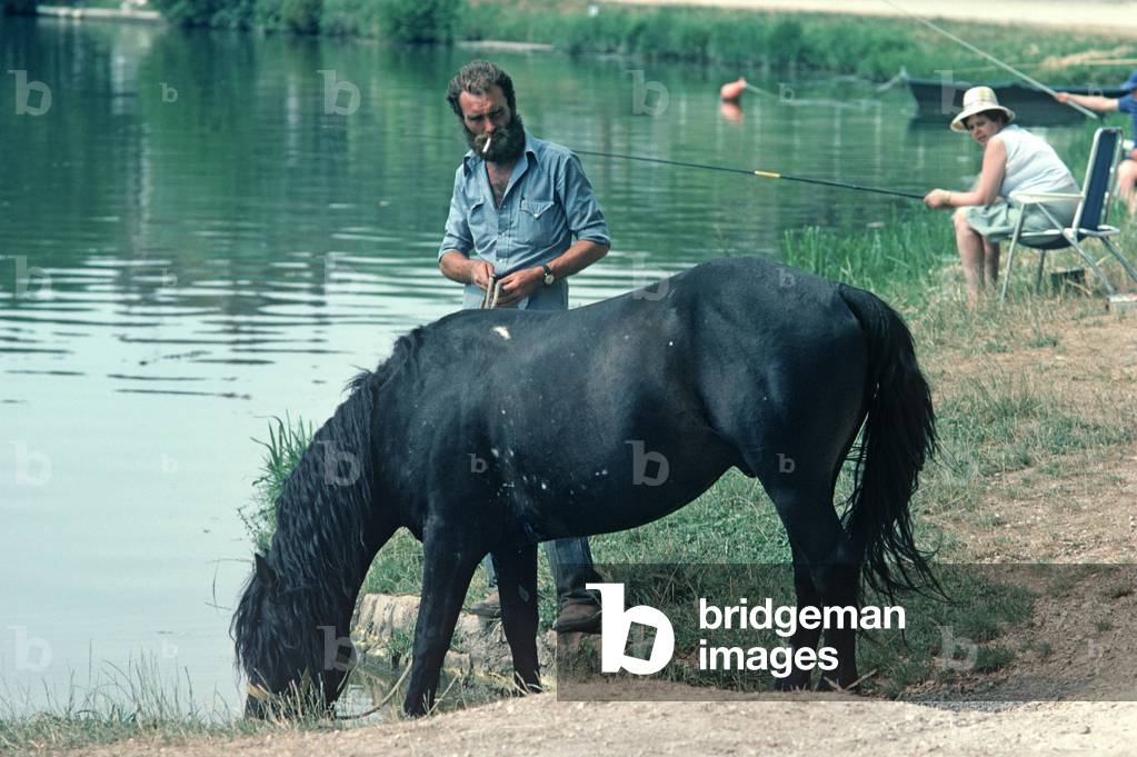 Horse drinking from the River Yonne, Burgundy, France (photo)
