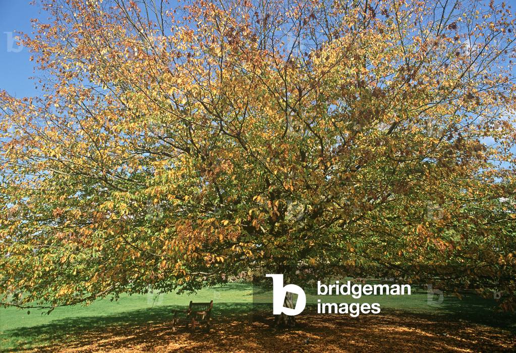 Autumn in Waterlow Park, North London, London, UK (photo)
