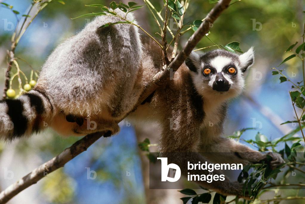 Ring-Tailed Lemurs, Madagascar, East Africa, Africa (photo)