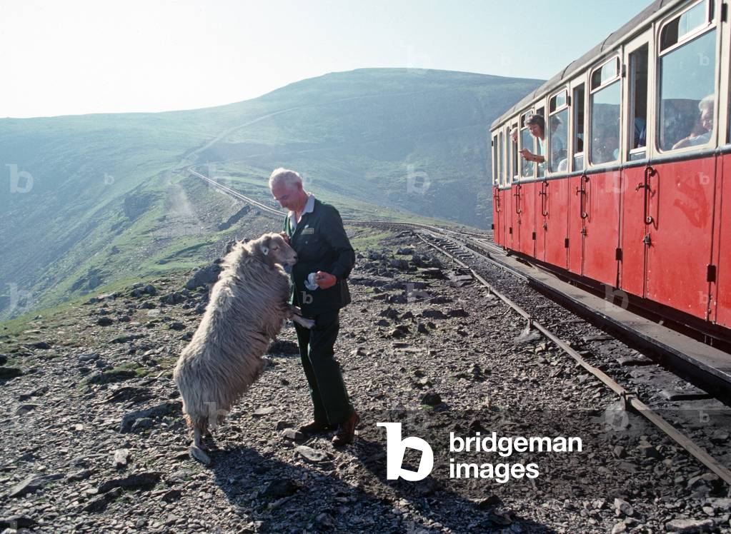 Feeding sheep on way to Mount Snowdown, Wales, United Kingdom, 1991 (photo)