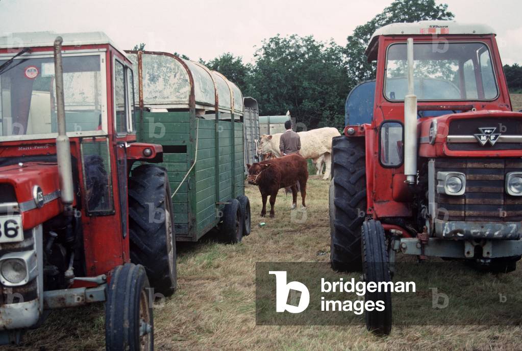 Tractors and cattle at the Ardara Show, Donegal, Ireland, 1990s (photo)