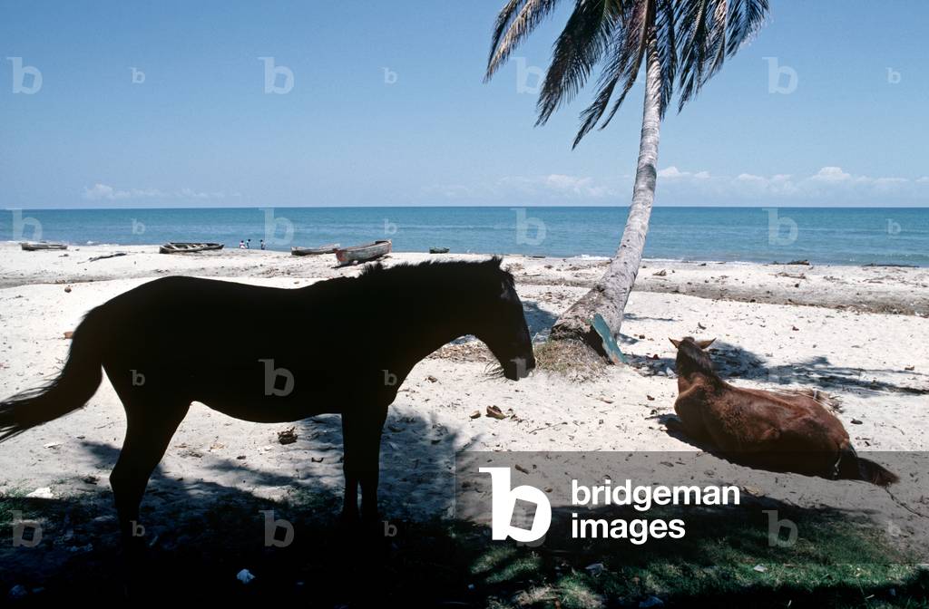 Horses on Mosquito Coast, Honduras (photo)