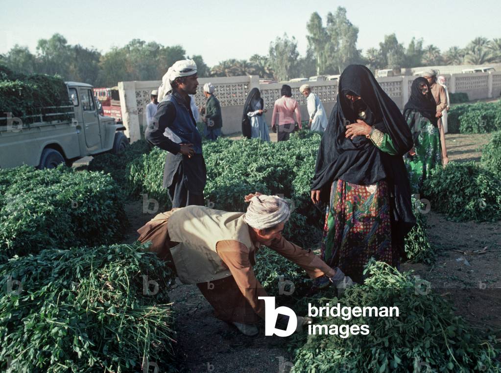 Woman wearing a traditional abaya, a long black robe with a hijab, black headscarf in Al Ain fodder market, United Arab Emirates, UAE