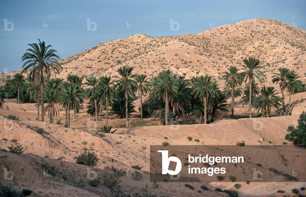 Tozeur oasis, Sahara desert, Tunisia, North Africa (photo)