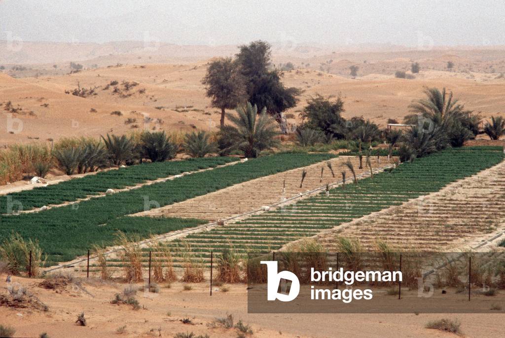 Desert greening, United Arab Emirates, UAE, 1980s, 80s