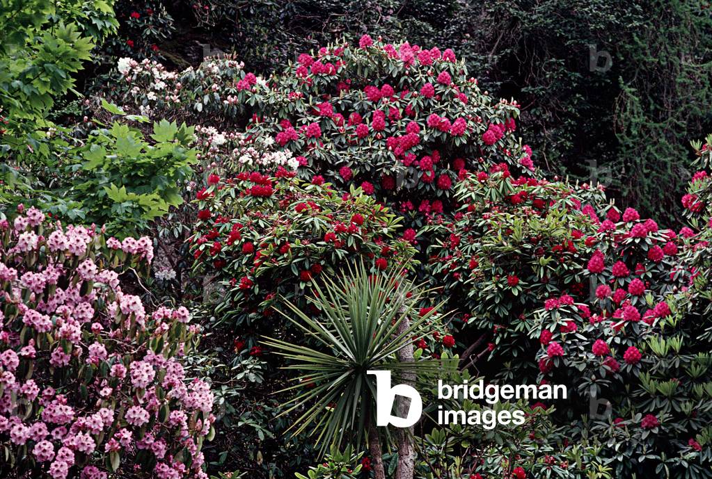 Rhododendrums on the Hill of Howth as referred to in James Joyce, 'Ulysses', Howth, Dublin, Ireland (photo)