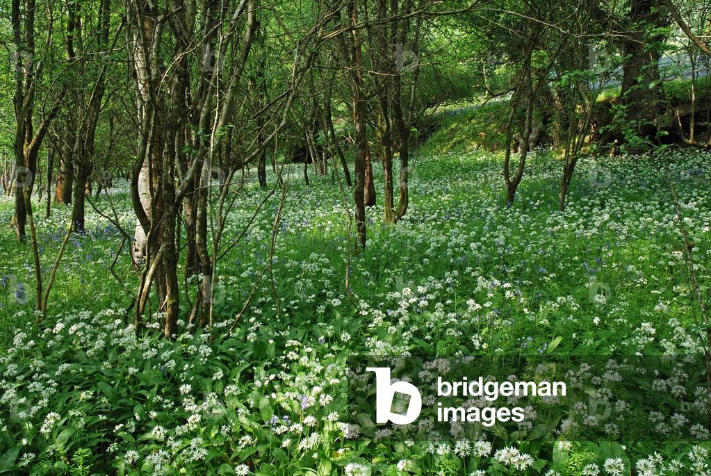 Wild garlic, Lower Lough Erne, County Fermanagh, Northern Ireland, UK (photo)