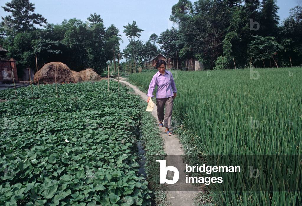 Chinese woman crossing vegetable growing fields in Sichuan countryside, China (photo)