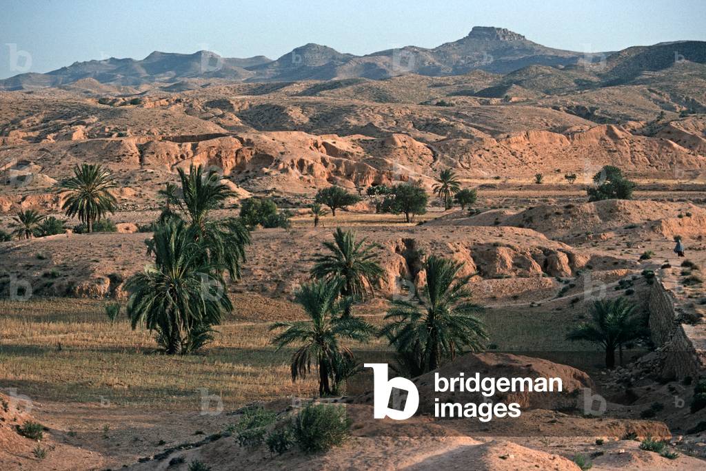 Tozeur oasis, Sahara desert, Tunisia, North Africa (photo)