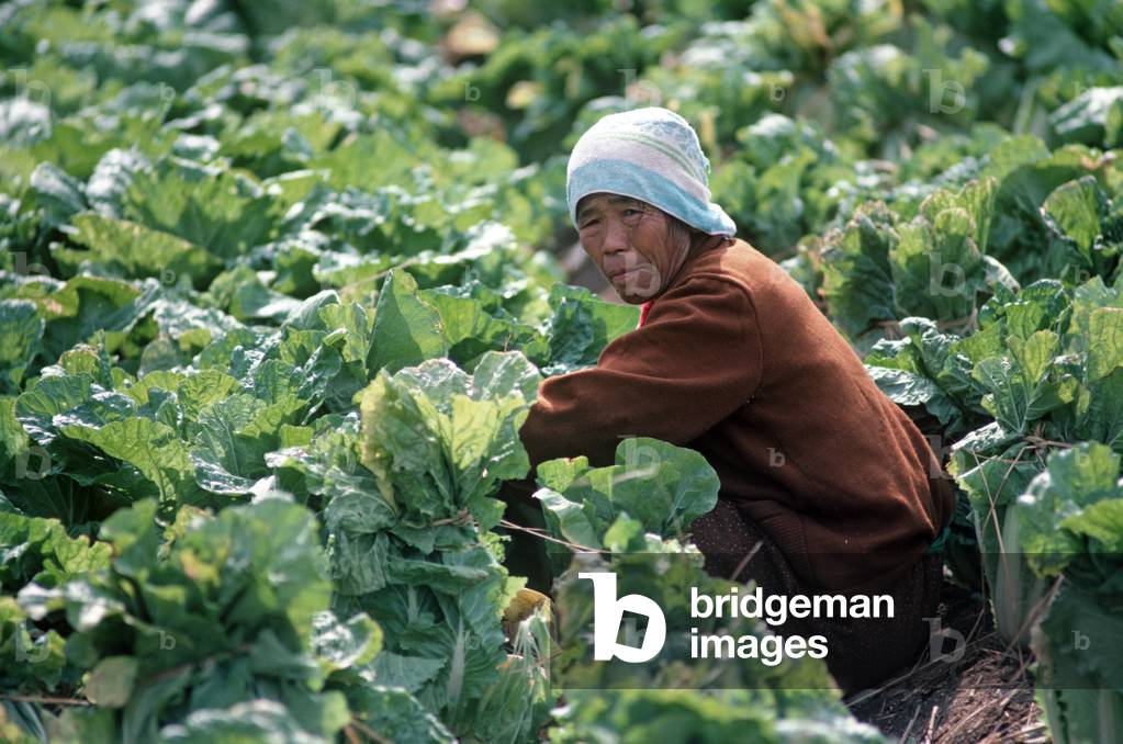 Korean woman tending to field of cabbages, South Korea, Asia (photo)