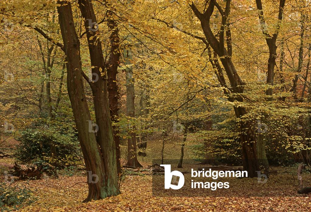 Highgate Woods in autumn, London, UK (photo)