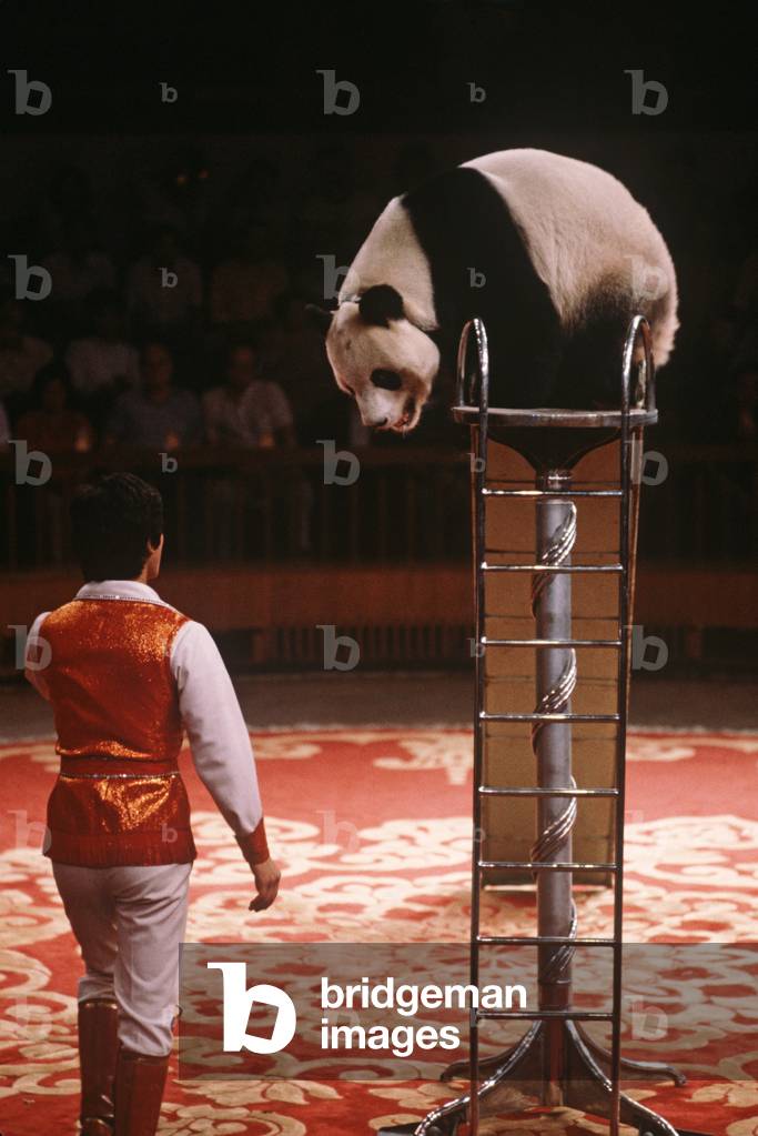 Circus act with Panda bear, Shanghai Circus, Shanghai, China (photo)