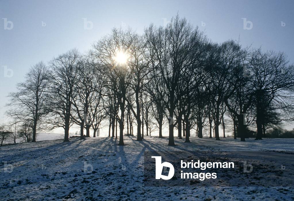 Setting winter sun through trees on Hampstead Heath, North London, England, UK (photo)
