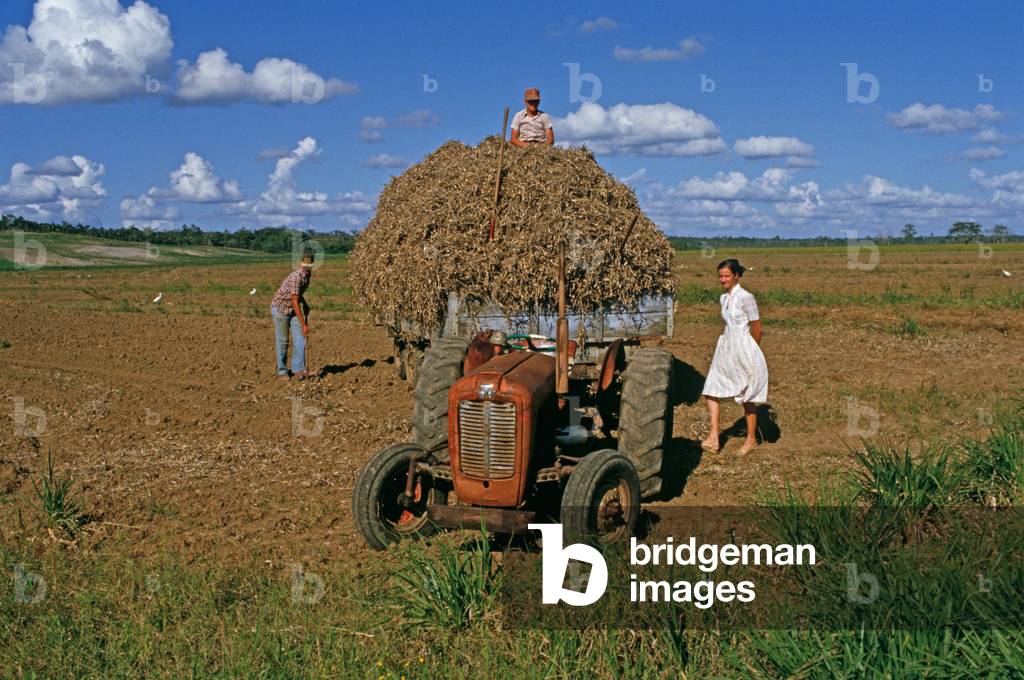 Mennonites from Spanish Lookout settlement working on farmland, Belize, Central America, June 1985 (photo)