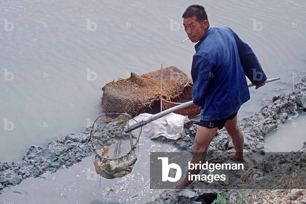 Fish farm in rural China, Yinchuan, Ningxia Region, China (photo)