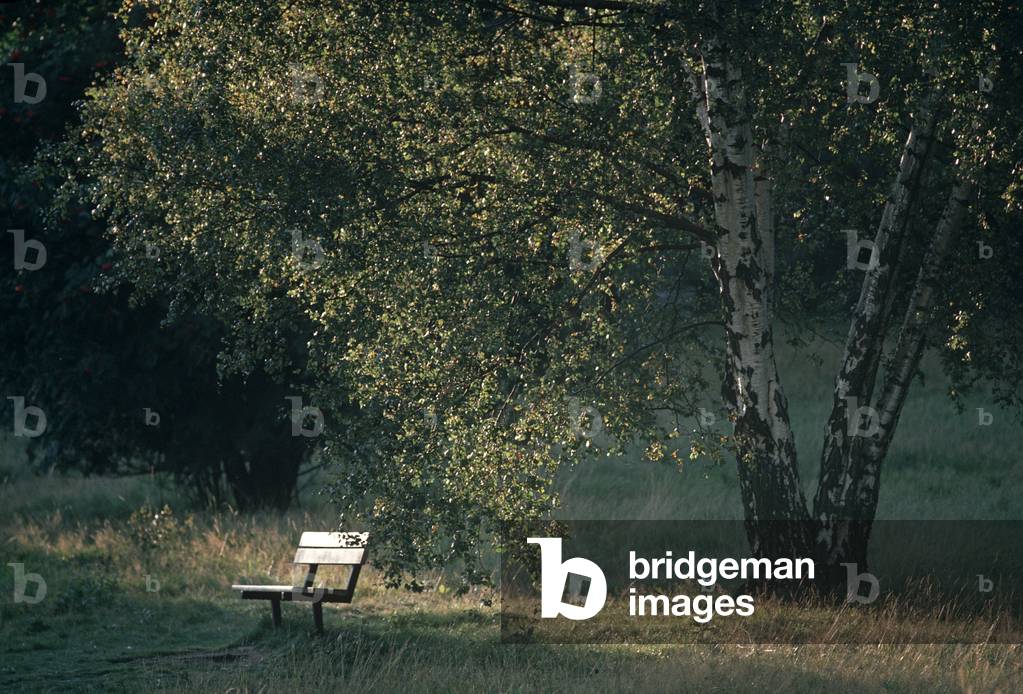 Empty bench early autum on Hampstead Heath, North London, England, UK (photo)