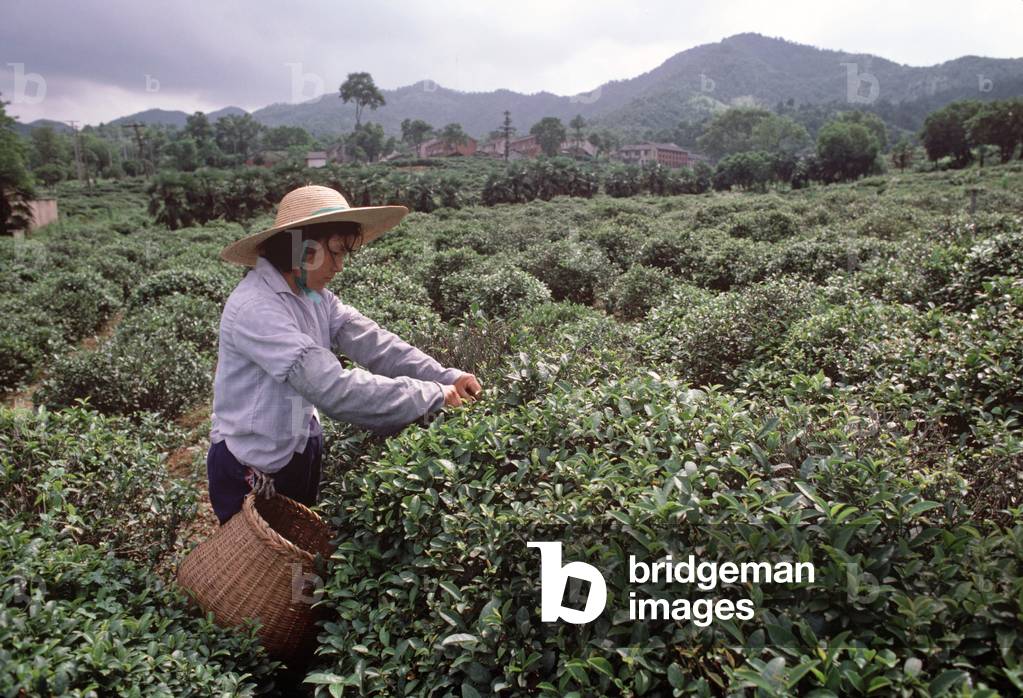 Chinese tea pickers, Hangzhou Tea Company plantation, Hangzhou, Zhejiang Province, China (photo)