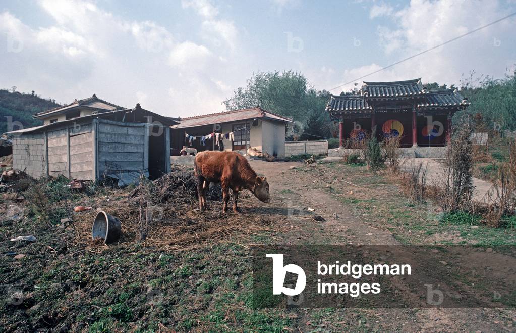 South Korean farm with cow, South Korea, Asia (photo)