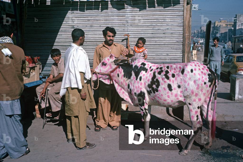 Cows painted and decoraed for religious ceremony, Rawalpindi, Punjab Province,  Pakistan (photo)