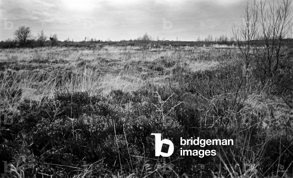 Bog of Allen, a large raised bog in the centre of Ireland between the rivers Liffey and Shannon, referred to in James Joyce ''The Dead'  in 'Dubliners', Ireland (photo)