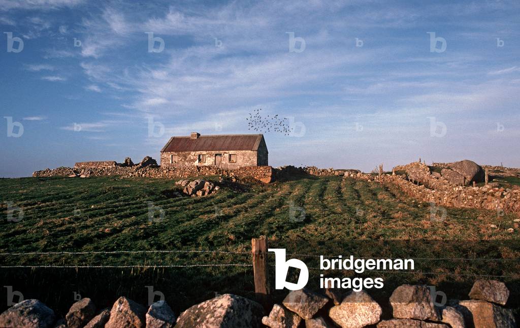 Anbandoned stone cottage on Inishturbot Island with field of 'Lazy Bed' potatoes, Connemara, County Galway, Ireland (photo)
