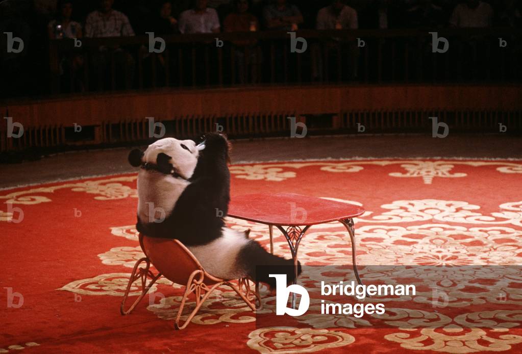 Circus act with Panda bear, Shanghai Circus, Shanghai, China (photo)