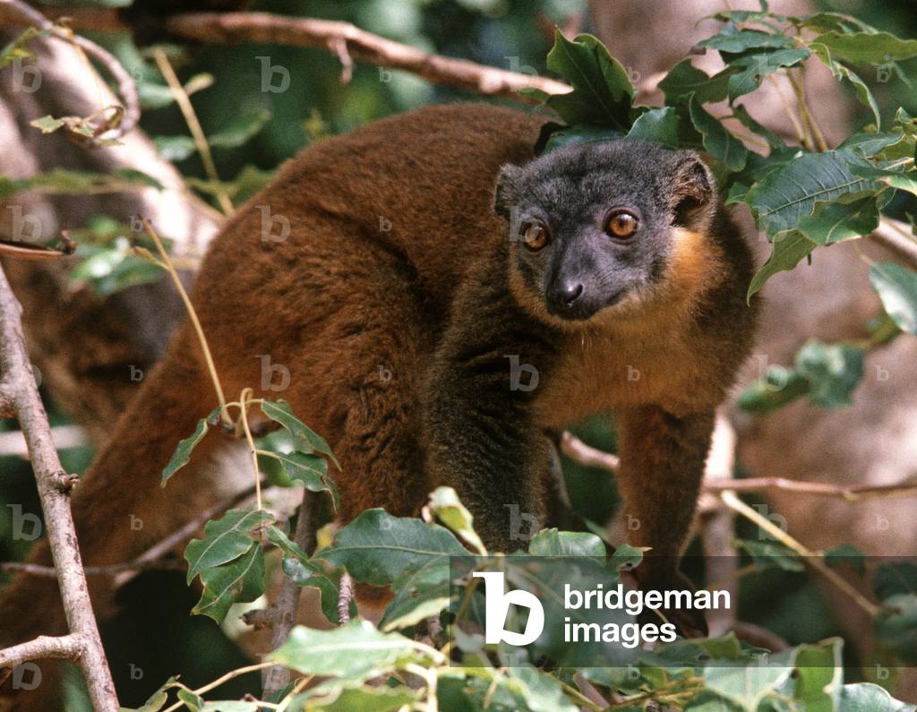 Common Brown Lemur, Madagascar, East Africa, Africa (photo)