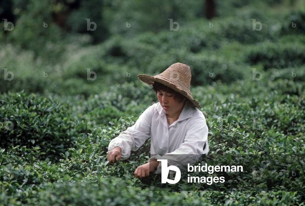 Chinese tea pickers, Hangzhou Tea Company plantation, Hangzhou, Zhejiang Province, China (photo)