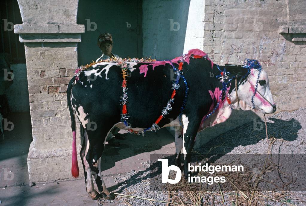 Cows painted and decoraed for religious ceremony, Rawalpindi, Punjab Province,  Pakistan (photo)