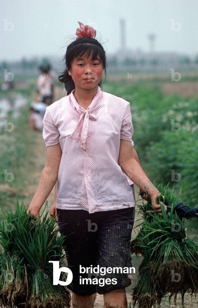 Chinese commune worker carrying rice seedlings for transplanting in puddled rice field, Nanjing, Jiangsu Province, China (photo)