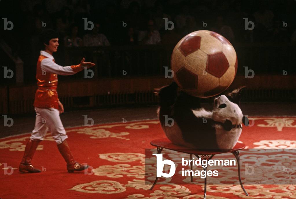 Circus act with Panda bear, Shanghai Circus, Shanghai, China (photo)