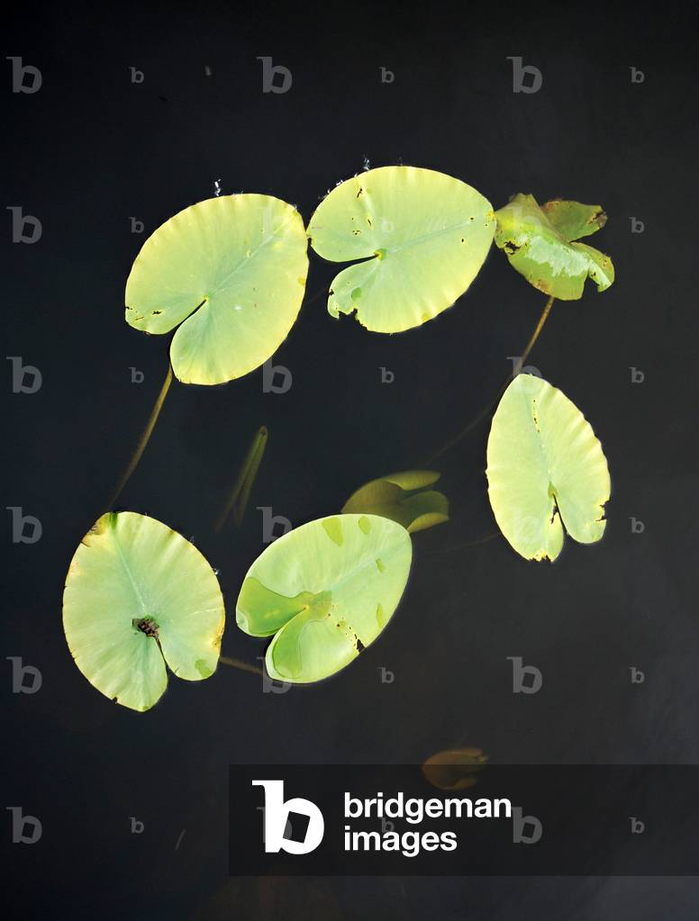 Water lilies, Upper Lough Erne, County Fermanagh, Northern Ireland, UK (photo)